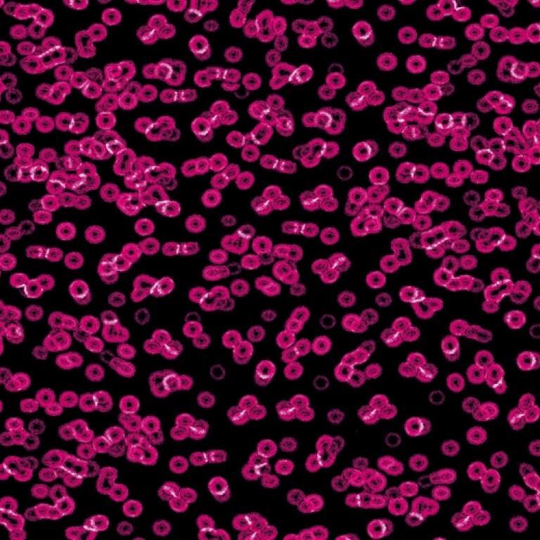 Forbo Flotex Sottsass Bacteria 990101 Commercial Flooring
