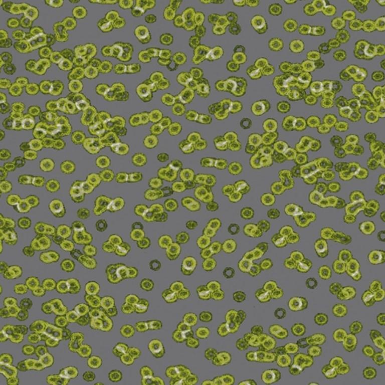 Forbo Flotex Sottsass Bacteria 990302 Commercial Flooring
