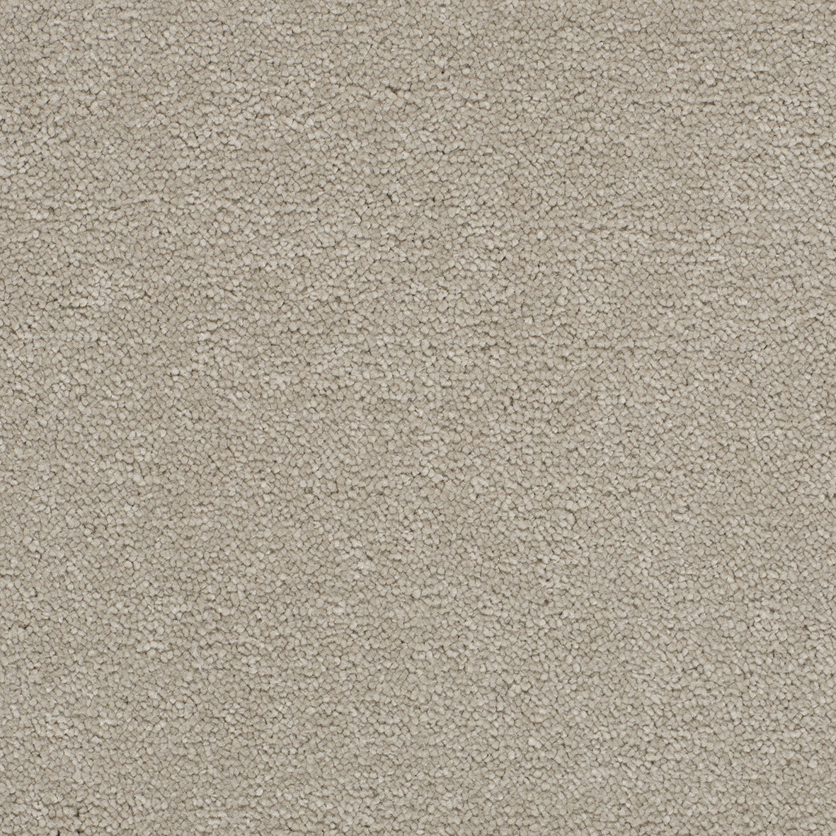 Opulent Shades Dove Carpet