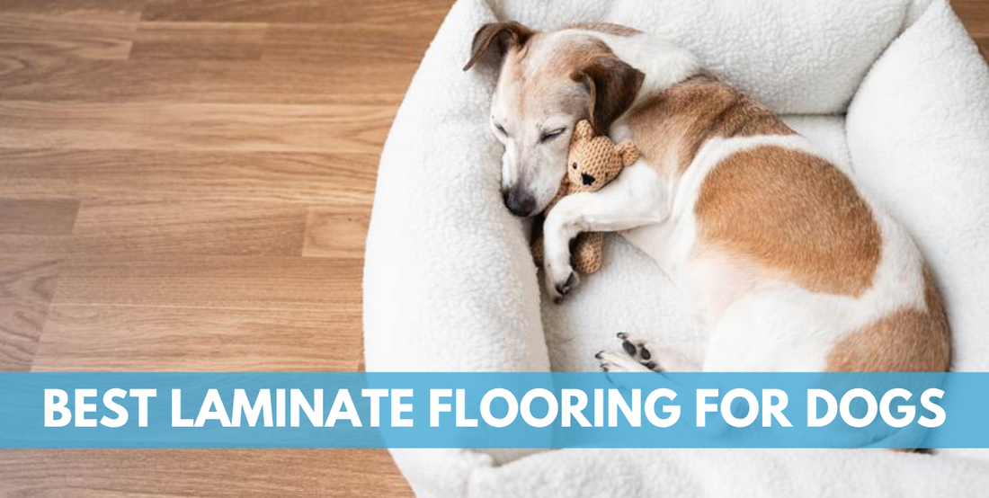 What Laminate is Best For Dogs? Top Picks of the Best Styles