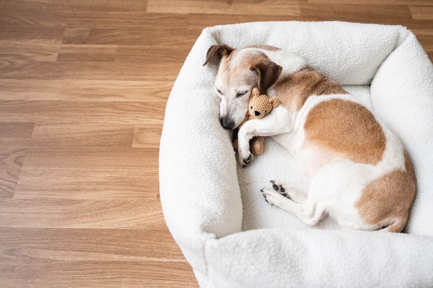 What Laminate is Best For Dogs? Top Picks of the Best Styles