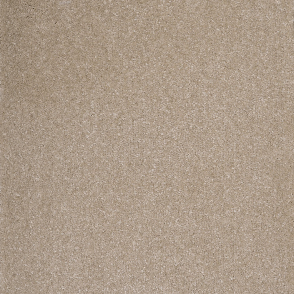 Canopus Cupcake 31 Carpet
