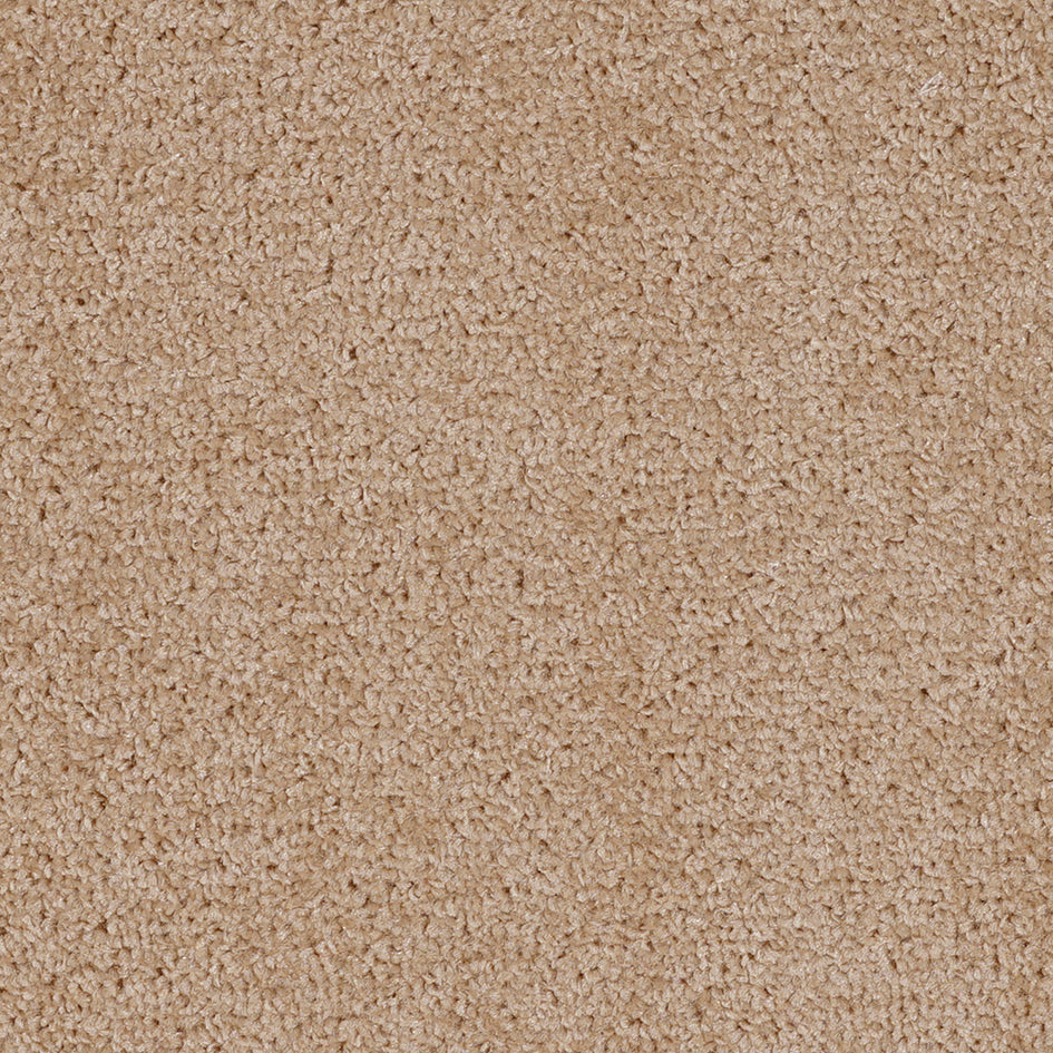 Dalton Fb 2025 Ginger 31 Carpet