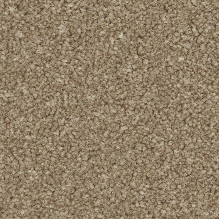 Zenith Dark Taupe Carpet