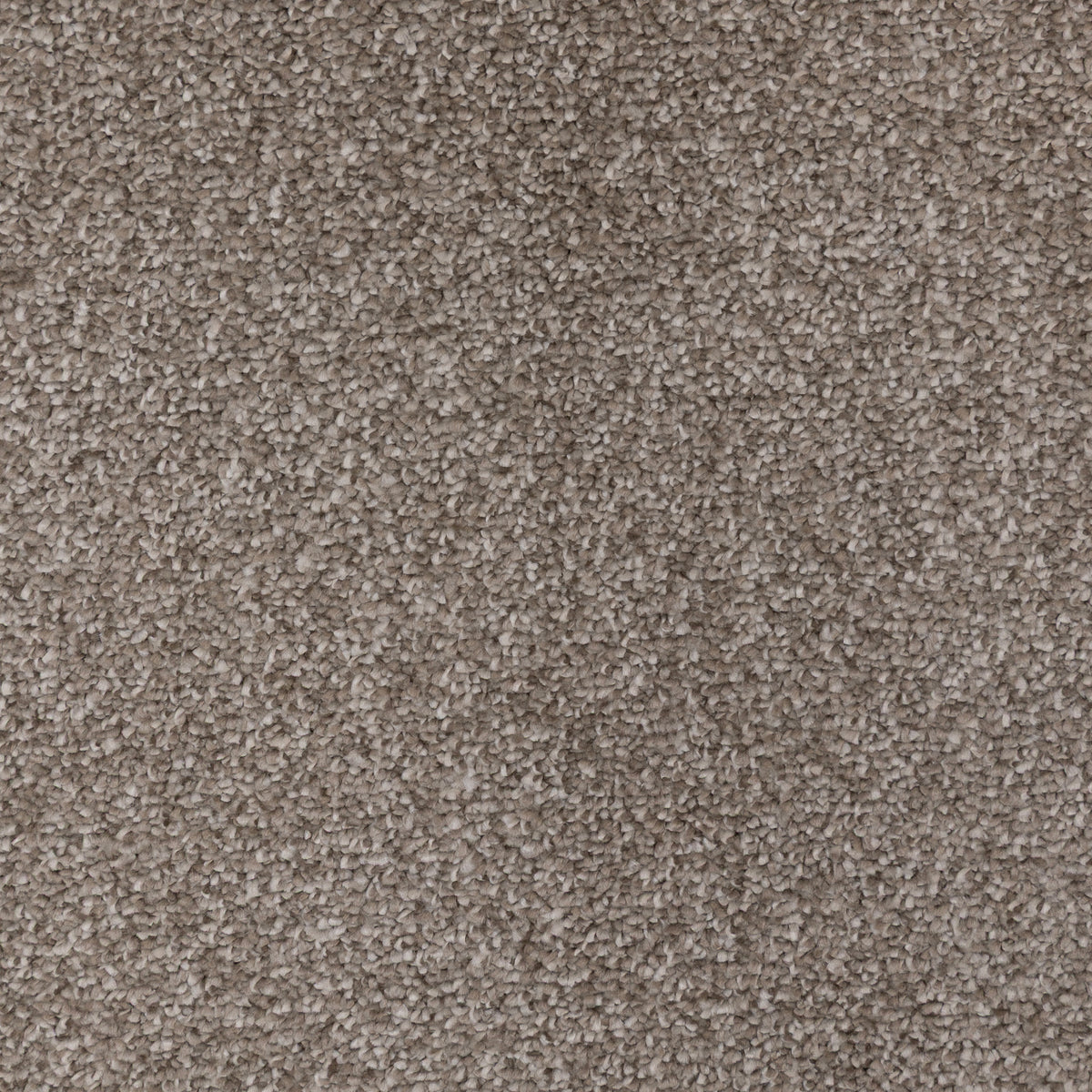 Venus Sage Bush 4431 Carpet