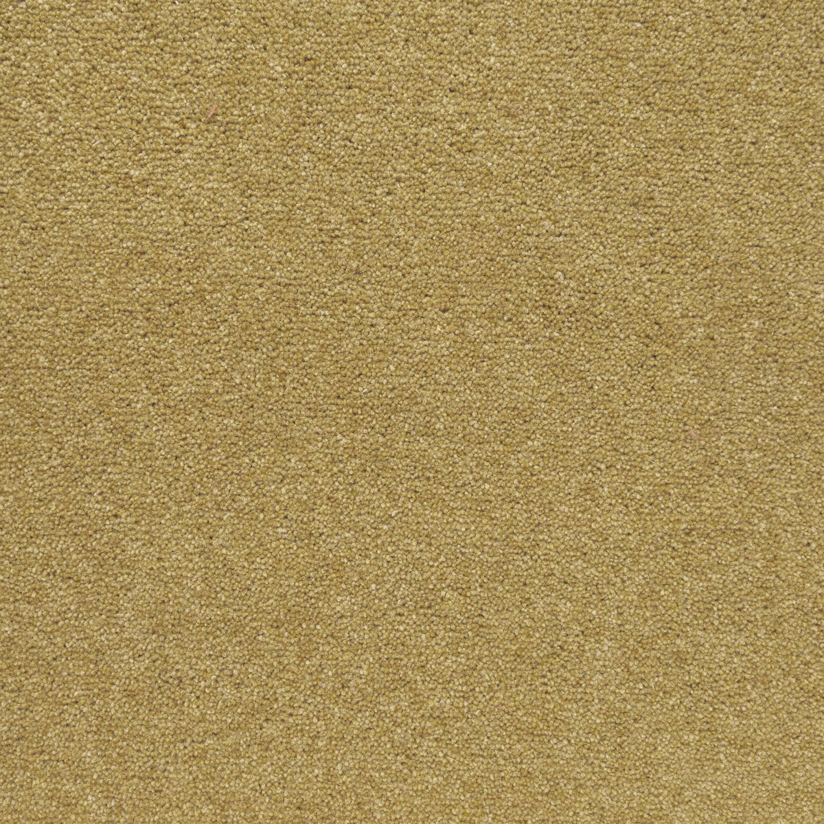 Penthouse Carpets Shoreline 50oz Golden Bay Carpet